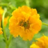 Roots Plants Perennials Geum 'Lady Stratheden'