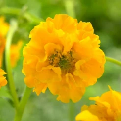 Roots Plants Perennials Geum 'Lady Stratheden'