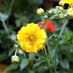 Roots Plants Perennials Geum 'Lady Stratheden'