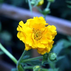 Roots Plants Perennials Geum 'Lady Stratheden'