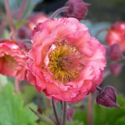 Roots Plants Perennials Geum Collection | 6 X 10.5cm Pots