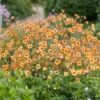 Roots Plants Perennials Geum 'Totally Tangerine' 2 Roots Plants Perennials Geum 'Totally Tangerine'
