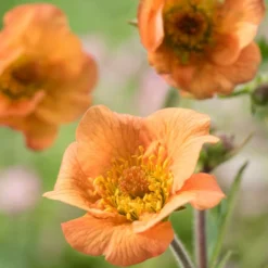 Roots Plants Perennials Geum 'Totally Tangerine'
