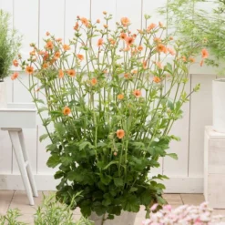 Roots Plants Perennials Geum 'Totally Tangerine'