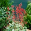 Roots Plants Perennials Heuchera 'Ruby Bells' | 10.5cm Pot