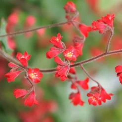 Roots Plants Perennials Heuchera 'Ruby Bells' | 10.5cm Pot