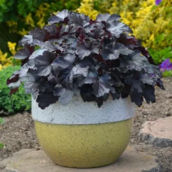 Roots Plants Perennials Heuchera Black Pearl' | 3L Pot