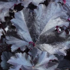 Roots Plants Perennials Heuchera Black Pearl' | 3L Pot