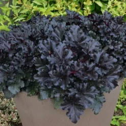 Roots Plants Perennials Heuchera Black Pearl' | 3L Pot