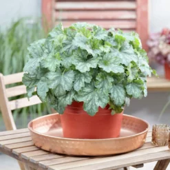 Roots Plants Perennials Heuchera 'Dales Strain' | 10.5cm Pot