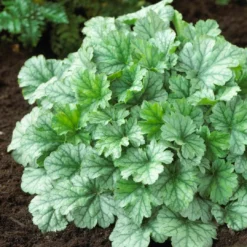 Roots Plants Perennials Heuchera 'Dales Strain' | 10.5cm Pot