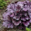 Roots Plants Perennials Heuchera 'Forever Purple' | 3L Pot
