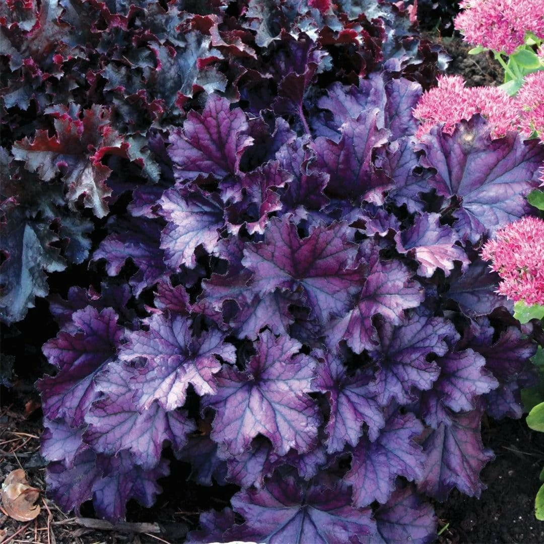 Roots Plants Heuchera Collection Perennials 11 Roots Plants Heuchera Collection Perennials