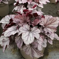 Roots Plants Heuchera 'Huckleberry' Perennials