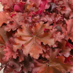 Roots Plants Perennials Heuchera 'Indian Summer Boysenberry' | 3L Pot