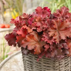 Roots Plants Perennials Heuchera 'Indian Summer Boysenberry' | 3L Pot