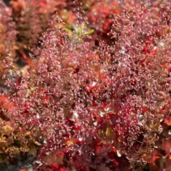Roots Plants Heuchera 'Indian Summer Cranberry' Perennials