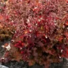 Roots Plants Heuchera 'Indian Summer Cranberry' Perennials