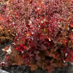 Roots Plants Perennials Red Yellow & Orange Perennial Plants Collection | Summer Flame Collection