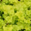 Roots Plants Perennials Heuchera 'Lime Marmalade'