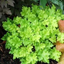 Roots Plants Perennials Heuchera 'Lime Marmalade'