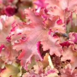 Roots Plants Heuchera Collection Perennials 16 Roots Plants Heuchera Collection Perennials