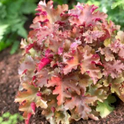 Roots Plants Perennials Heuchera 'Marmalade'