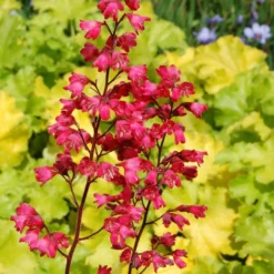 Roots Plants Heuchera Collection Perennials 15 Roots Plants Heuchera Collection Perennials