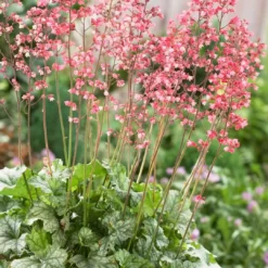 Roots Plants Perennials Heuchera 'Paris'