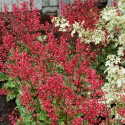 Roots Plants Perennials Heuchera 'Paris'