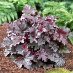 Roots Plants Heuchera 'Plum Pudding'
