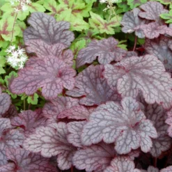 Roots Plants Heuchera 'Plum Pudding'