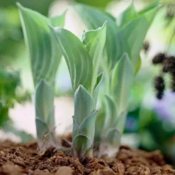 Roots Plants Hosta 'Blue Cadet'