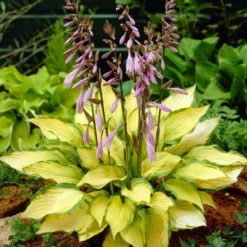 Roots Plants Perennials Hosta Collection | 6 X 1L Pots