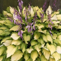 Roots Plants Hosta 'Lady Guinevere'