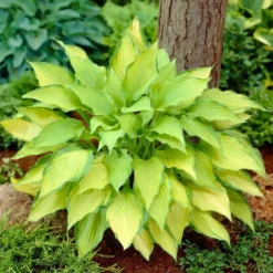 Roots Plants Hosta 'Lady Guinevere'