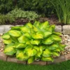 Roots Plants Hosta 'Lakeside Banana Bay' | 1L Pot Perennials