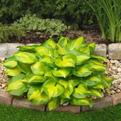 Roots Plants Hosta 'Lakeside Banana Bay' | 1L Pot Perennials