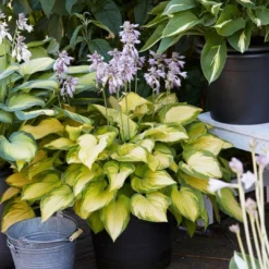 Roots Plants Hosta 'Lakeside Banana Bay' | 1L Pot Perennials