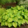 Roots Plants Perennials Hosta 'Stained Glass' | 1L Pot 1 Roots Plants Perennials Hosta 'Stained Glass' | 1L Pot