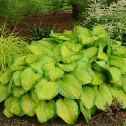 Roots Plants Perfect Plants For Shade Perennials
