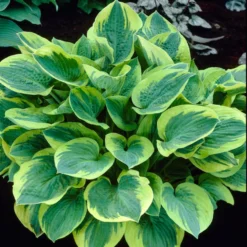 Roots Plants Perennials Hosta 'Stained Glass' | 1L Pot