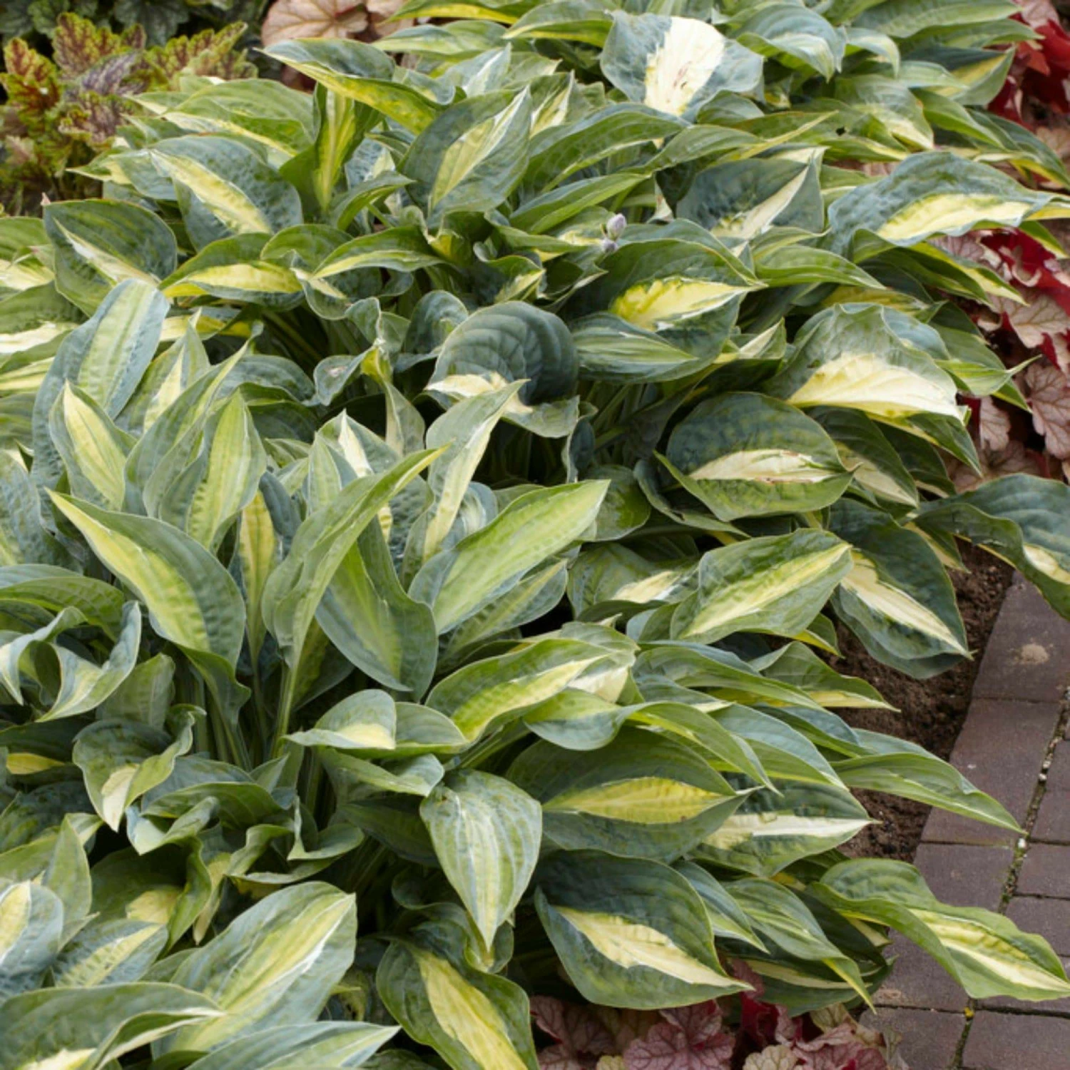 Roots Plants Perennials Hosta 'Stained Glass' | 1L Pot 5 Roots Plants Perennials Hosta 'Stained Glass' | 1L Pot