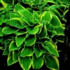 Roots Plants Hosta 'Wide Brim' | 1L Pot Perennials 2 Roots Plants Hosta 'Wide Brim' | 1L Pot Perennials