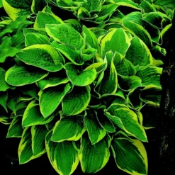 Roots Plants Perennials Hosta Collection | 6 X 1L Pots
