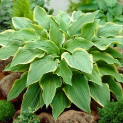 Roots Plants Hosta 'Wide Brim' | 1L Pot Perennials