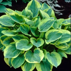 Roots Plants Hosta 'Wide Brim' | 1L Pot Perennials