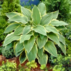 Roots Plants Hosta 'Yellow River'