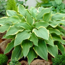 Roots Plants Hosta 'Yellow River'