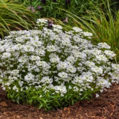 Roots Plants Iberis 'Snowsurfer Forte' | 10.5cm Pot Perennials 7 Roots Plants Iberis 'Snowsurfer Forte' | 10.5cm Pot Perennials